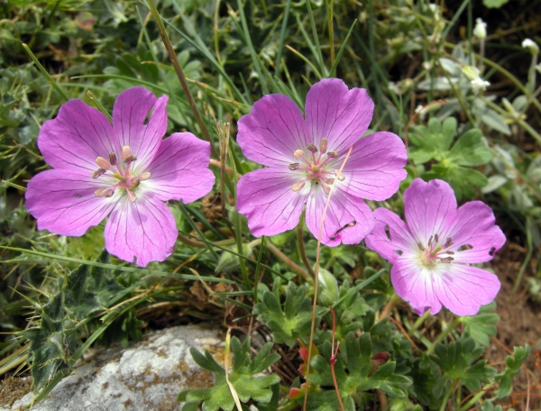 Geranium austroapenninum (=G.cinereum)